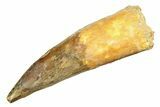 Real Spinosaurus Tooth - Huge Dinosaur Tooth #307936-1